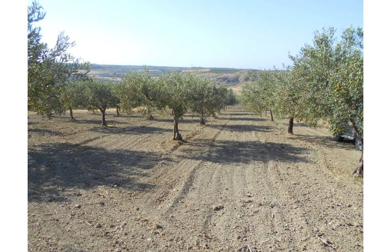 terreno agricolo in vendita a Castelvetrano