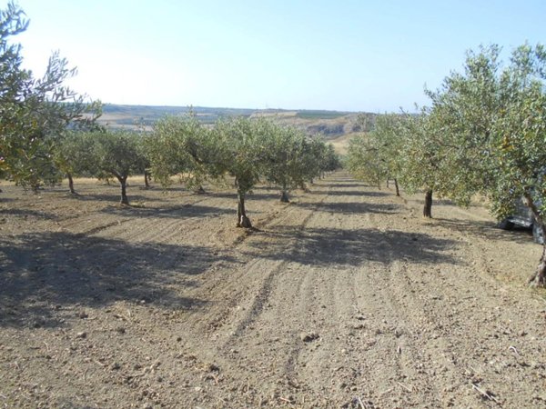 terreno agricolo in vendita a Castelvetrano
