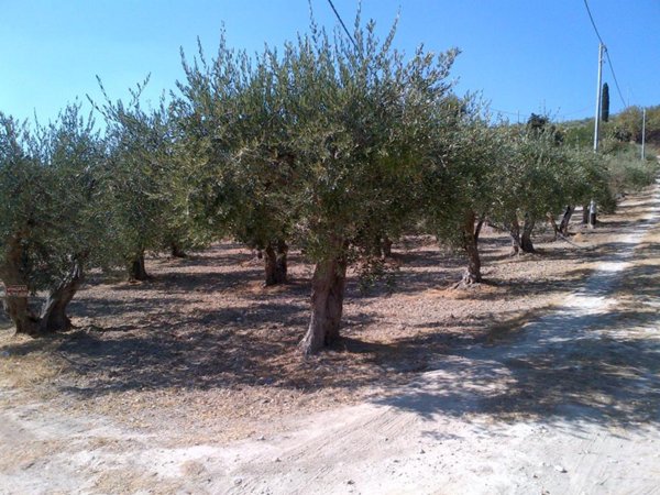 terreno agricolo in vendita a Castelvetrano