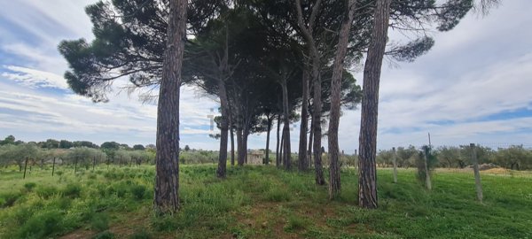 terreno agricolo in vendita a Castelvetrano