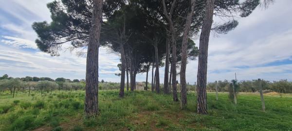 terreno agricolo in vendita a Castelvetrano