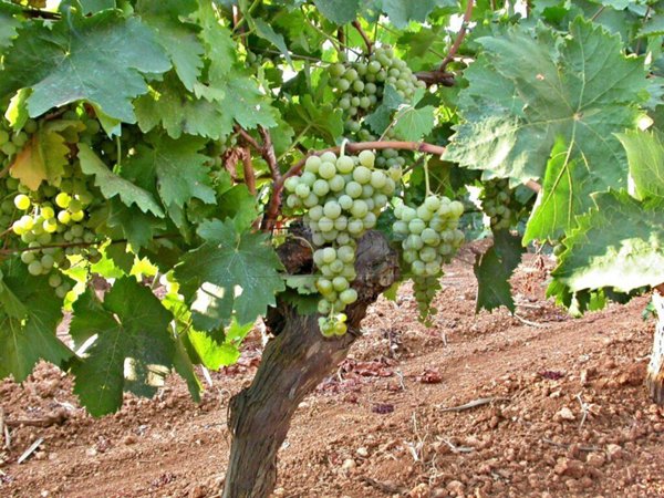 appartamento in vendita a Castelvetrano