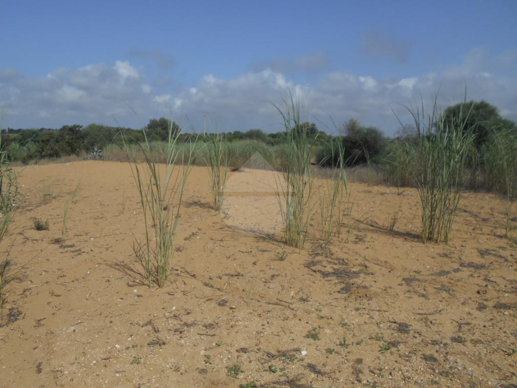 terreno agricolo in vendita a Castelvetrano in zona Triscina di Selinunte