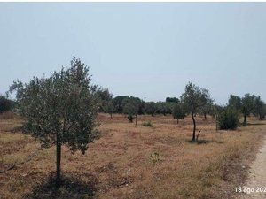 terreno agricolo in vendita a Castelvetrano