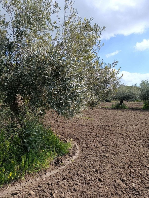terreno in vendita a Castelvetrano
