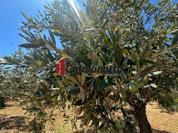 terreno agricolo in vendita a Castelvetrano
