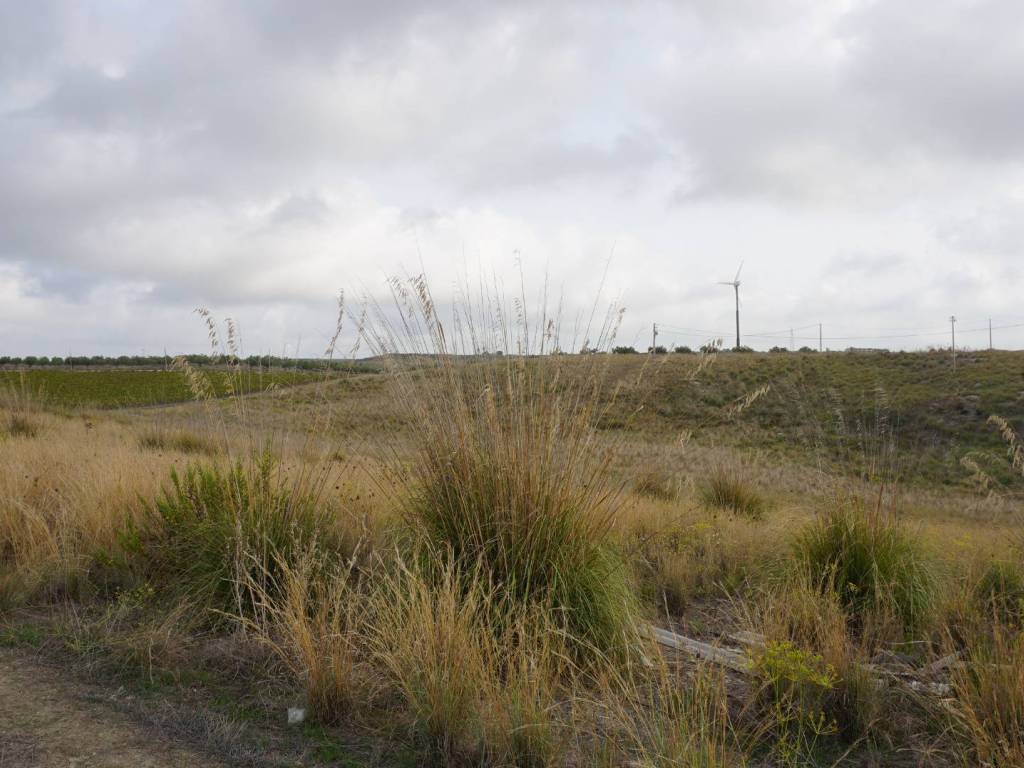 terreno edificabile in vendita a Castelvetrano in zona Marinella di Selinunte