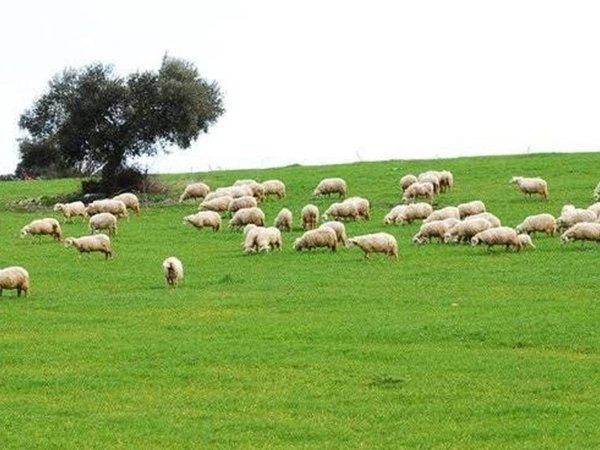 terreno edificabile in vendita a Castelvetrano
