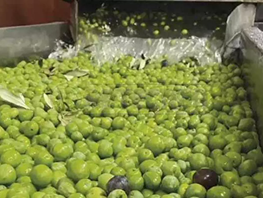 azienda agricola in vendita a Castelvetrano