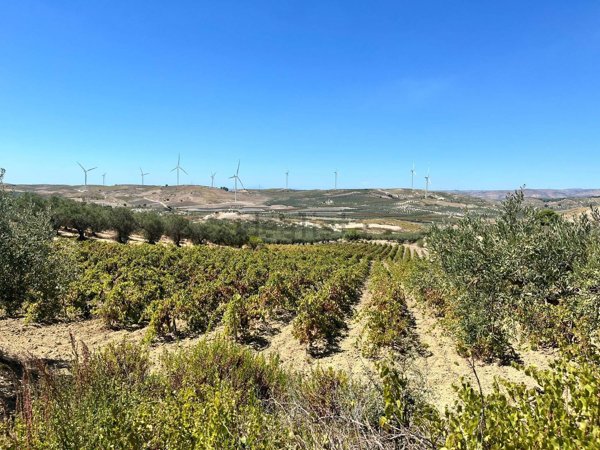 terreno agricolo in vendita a Castelvetrano