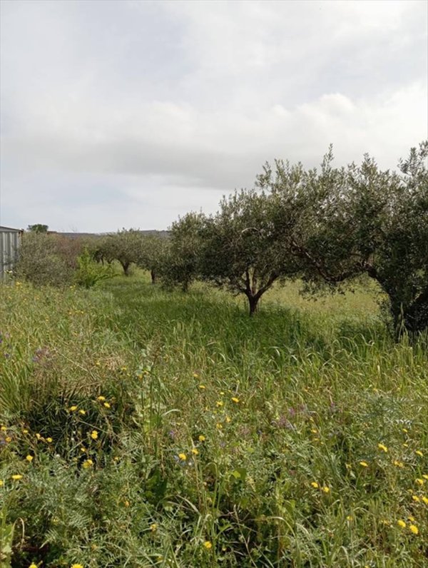 terreno agricolo in vendita ad Erice in zona Napola