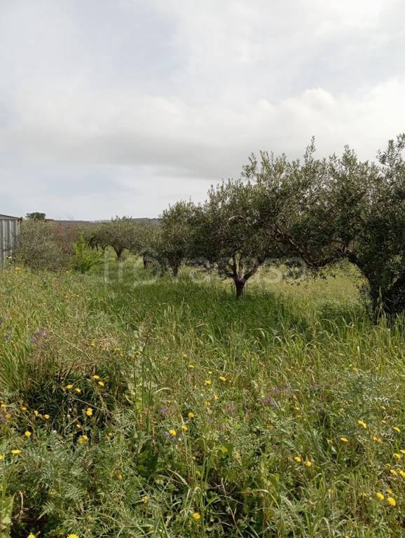 terreno agricolo in vendita ad Erice in zona Napola