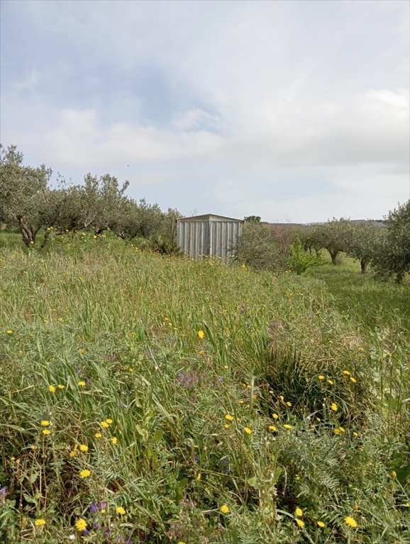 terreno agricolo in vendita ad Erice in zona Napola