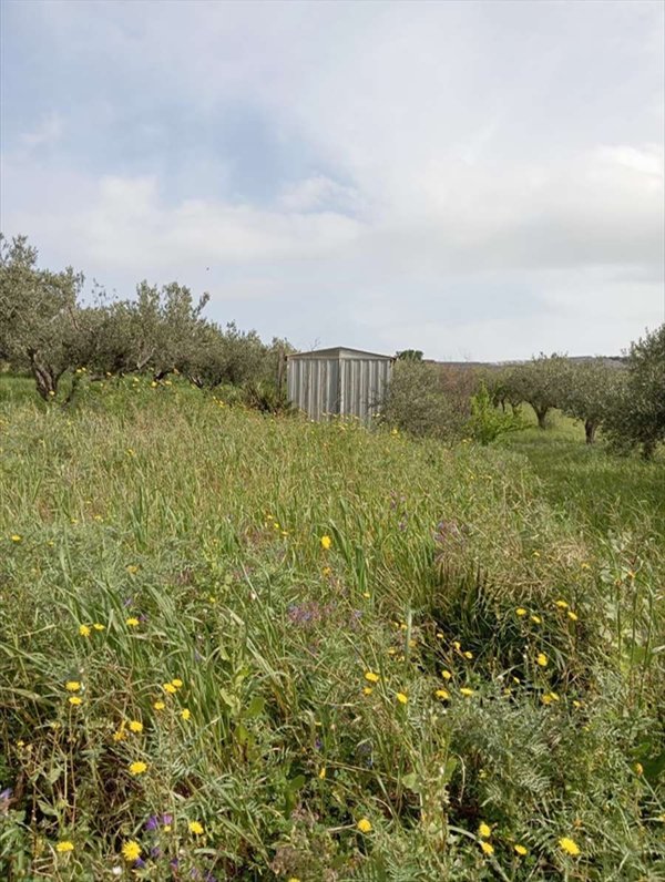 terreno agricolo in vendita ad Erice in zona Napola