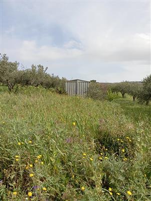terreno agricolo in vendita ad Erice in zona Napola