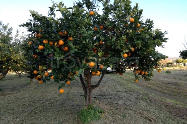 terreno agricolo in vendita ad Erice