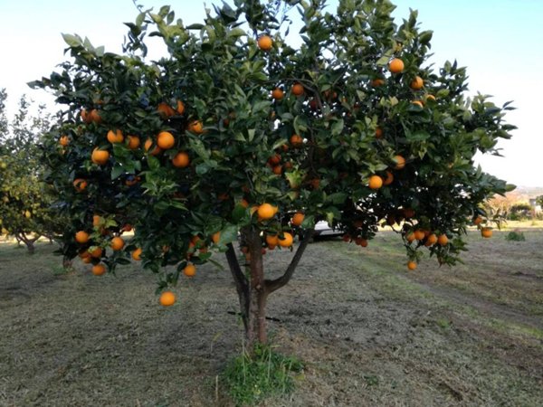 terreno agricolo in vendita ad Erice