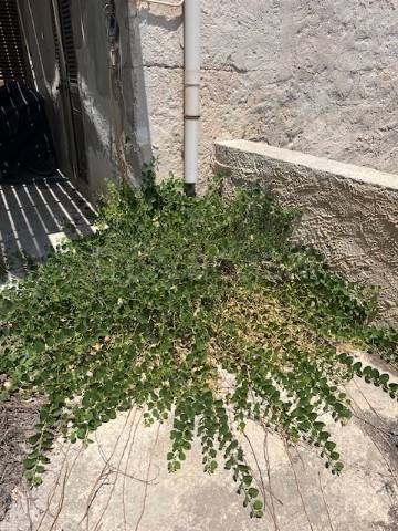 appartamento in vendita a Favignana