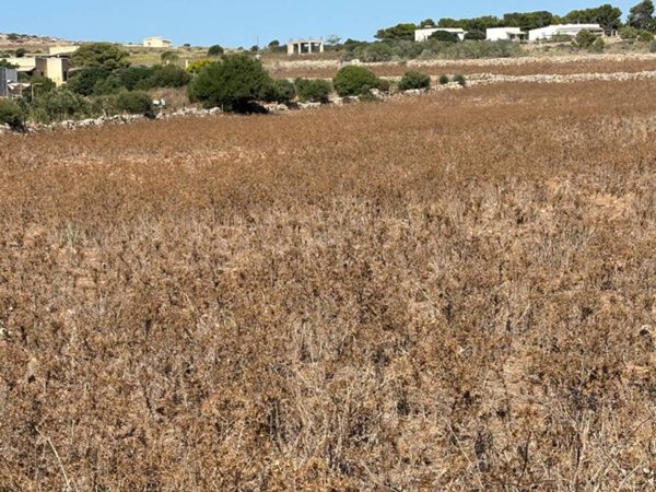 terreno agricolo in vendita a Favignana