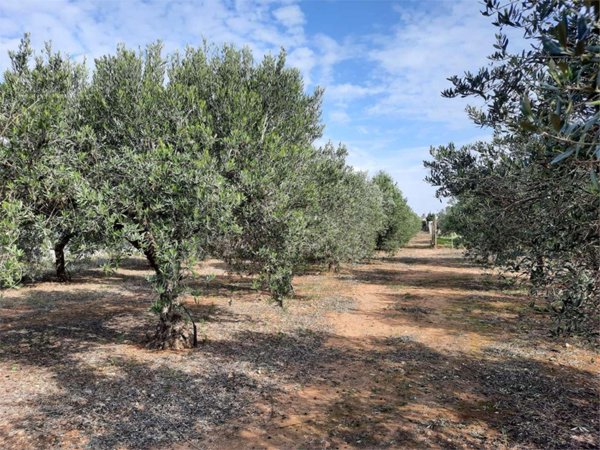 terreno agricolo in vendita a Marsala