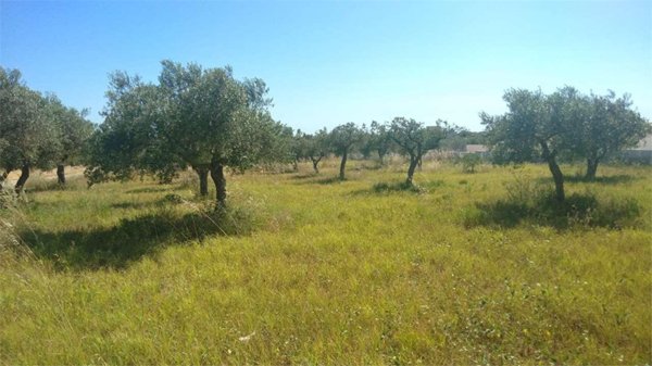 terreno agricolo in vendita a Marsala in zona Terrenove