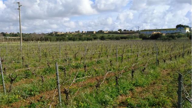 terreno agricolo in vendita a Marsala