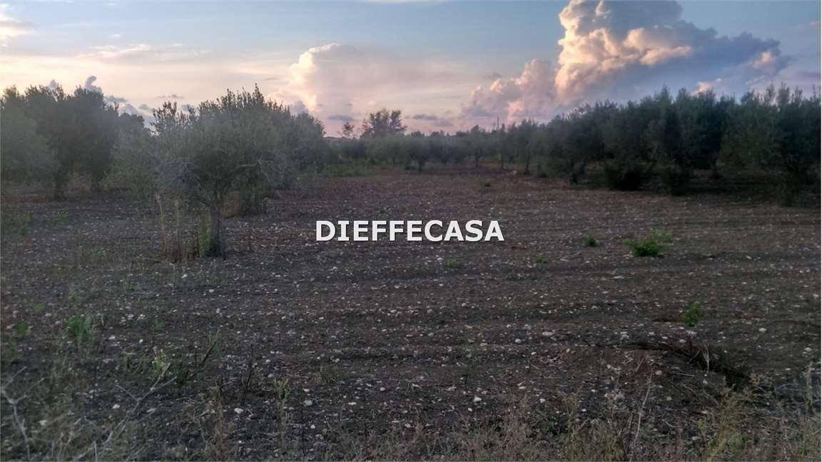 terreno agricolo in vendita a Marsala