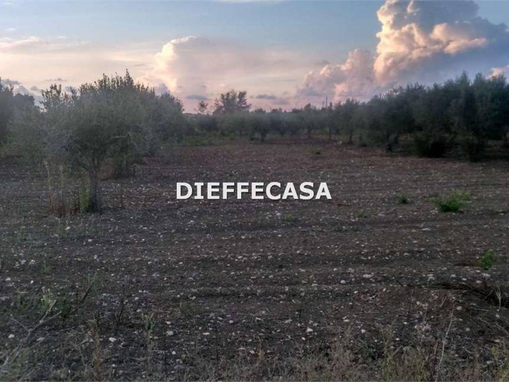 terreno agricolo in vendita a Marsala