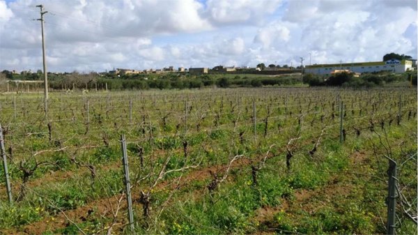 terreno agricolo in affitto a Marsala