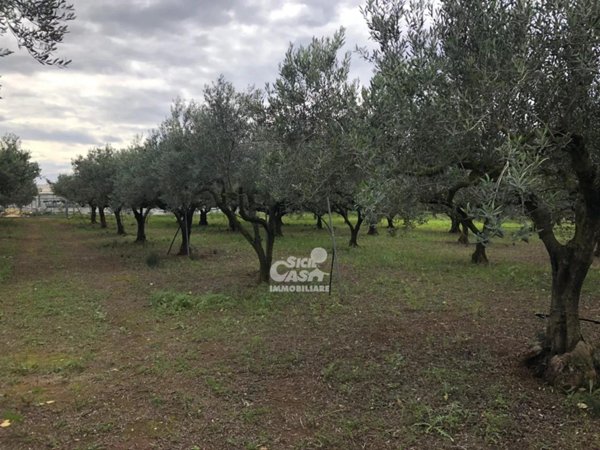 terreno agricolo in vendita a Marsala