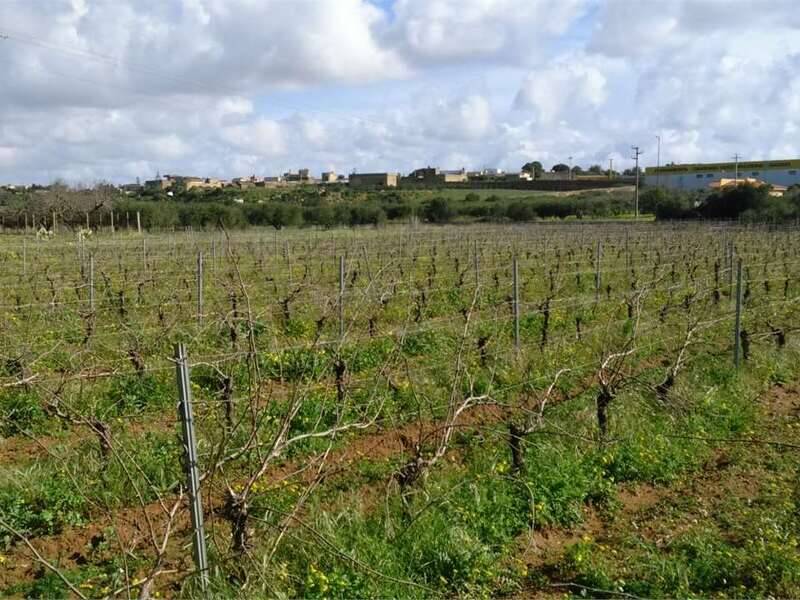 terreno agricolo in vendita a Marsala