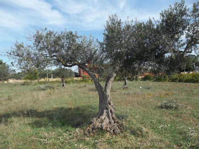 terreno agricolo in vendita a Marsala