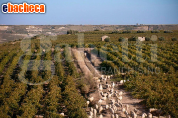 appartamento in vendita a Marsala in zona Birgi