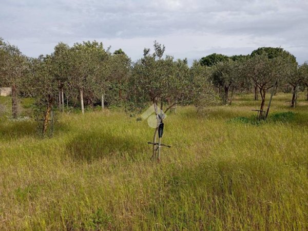 terreno agricolo in vendita a Marsala