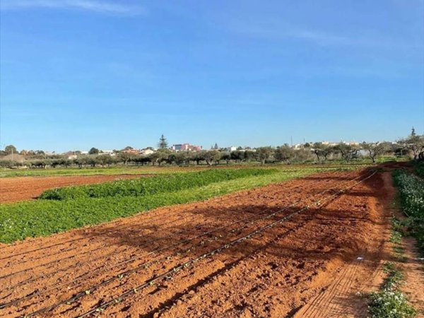 terreno agricolo in vendita a Marsala