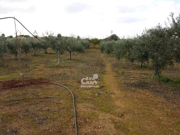 terreno agricolo in vendita a Marsala