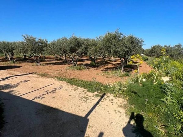 terreno agricolo in vendita a Marsala