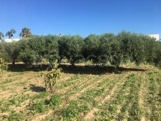 terreno agricolo in vendita a Marsala in zona Birgi