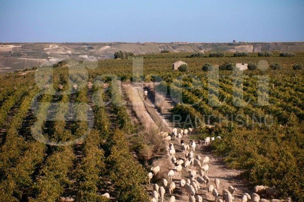 casa indipendente in vendita a Marsala in zona Birgi