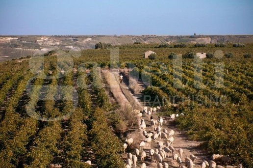 casa indipendente in vendita a Marsala in zona Birgi