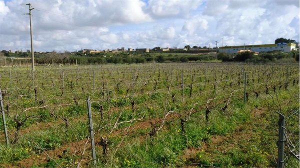terreno agricolo in vendita a Marsala