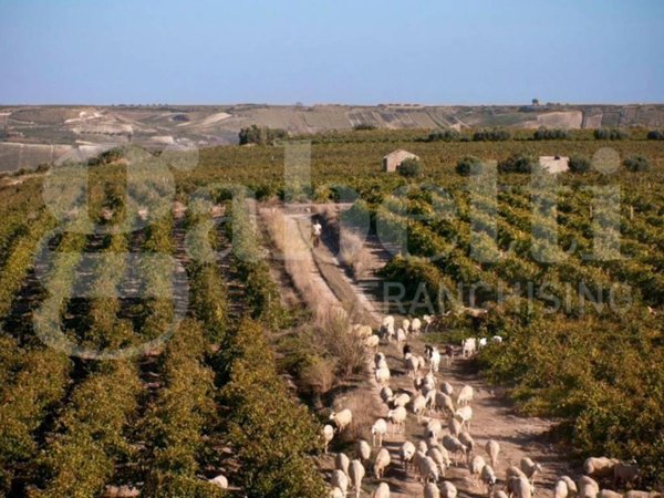 casa indipendente in vendita a Marsala in zona Birgi