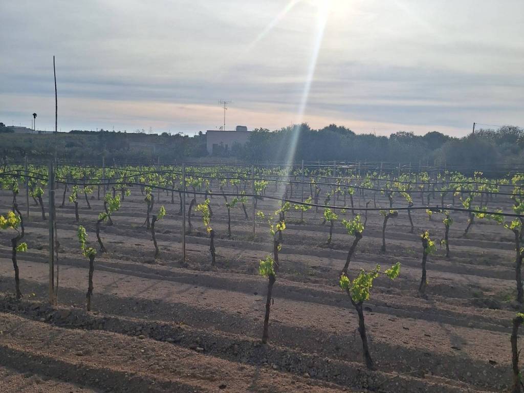 terreno agricolo in vendita a Mazara del Vallo in zona Borgata Costiera