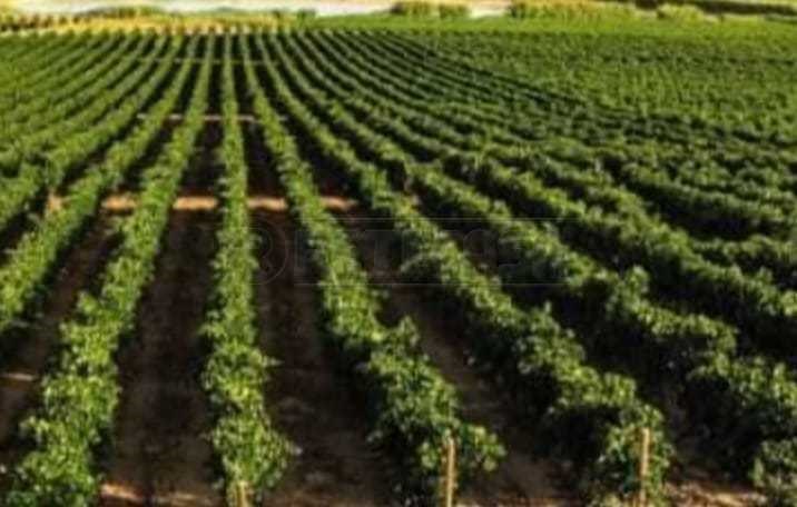 terreno agricolo in vendita a Mazara del Vallo