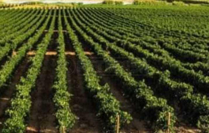 terreno agricolo in vendita a Mazara del Vallo