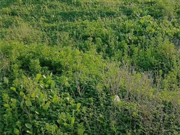 terreno agricolo in vendita a Mazara del Vallo
