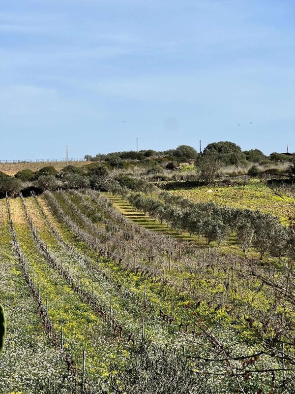 terreno agricolo in vendita a Mazara del Vallo