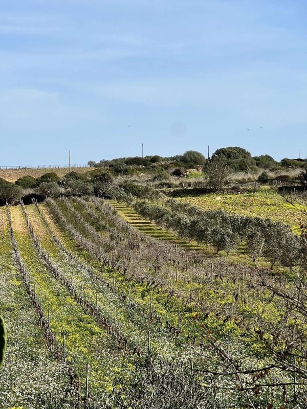 terreno agricolo in vendita a Mazara del Vallo