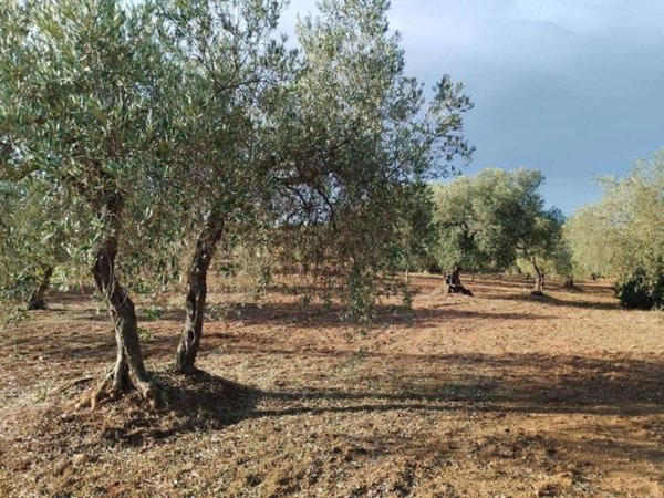 terreno agricolo in vendita a Mazara del Vallo in zona Centro Storico