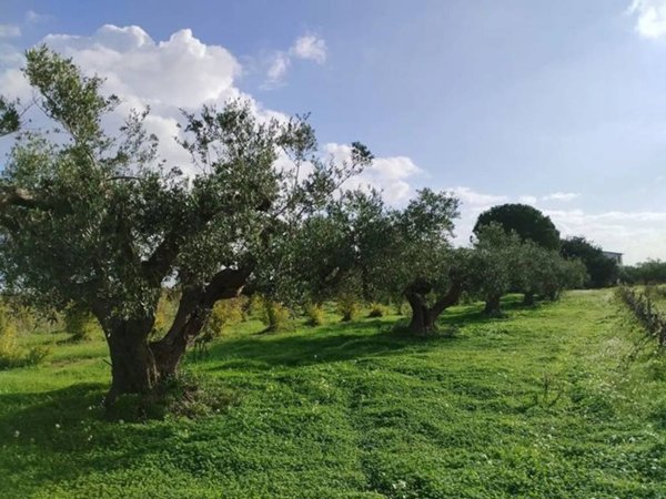 terreno agricolo in vendita a Mazara del Vallo in zona Mazara Due